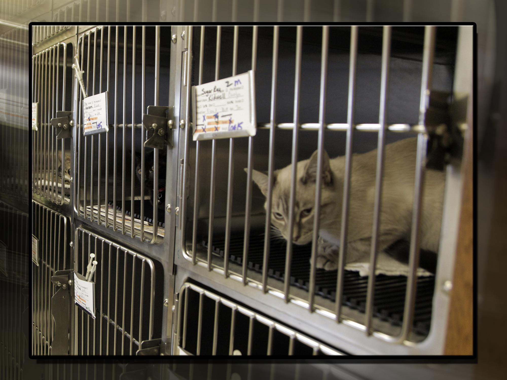 Augusta shelter 70 percent of animals euthanized