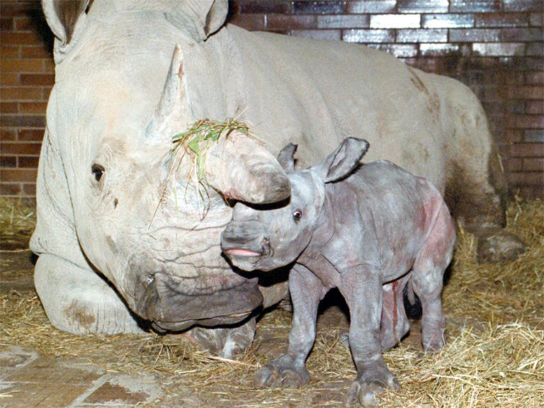 northern white rhinoceros december 2018