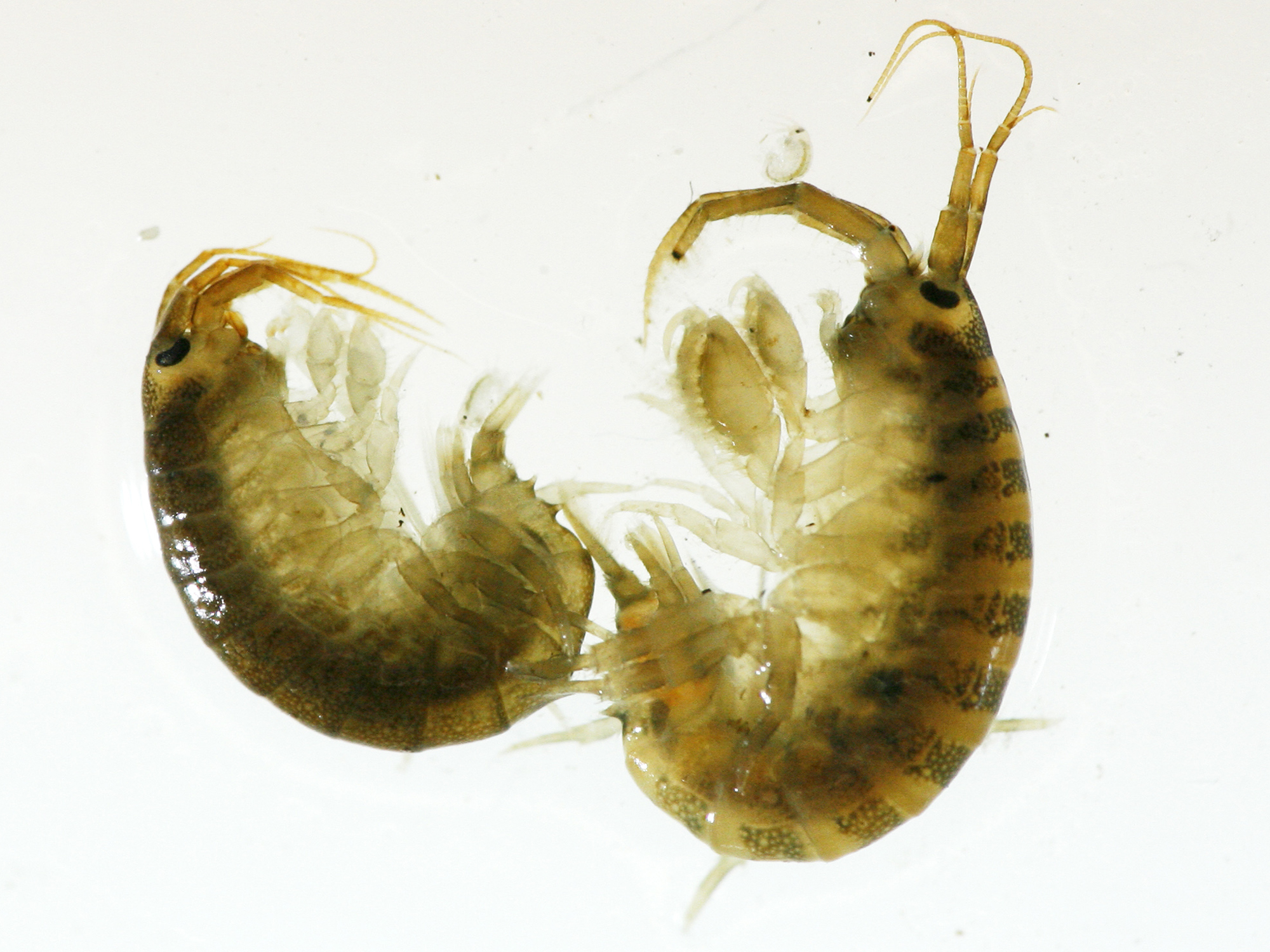 Killer shrimp is Michigan's newest banned critter