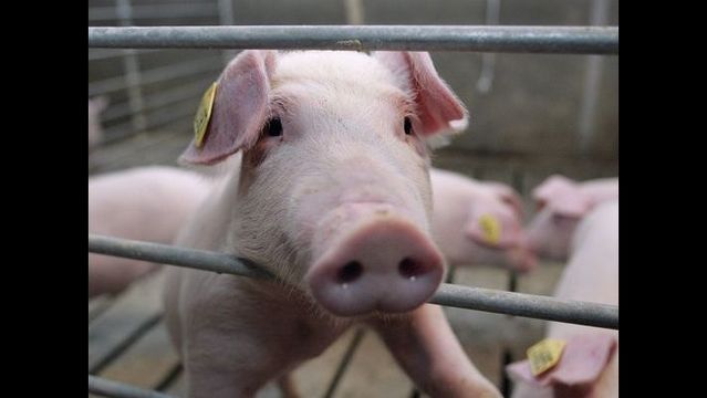 Pig is 'top dog' in canine agility class | 13wmaz.com