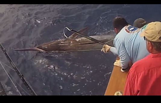 Watch: Teen catches gigantic 1,058-lb. marlin in Hawaii