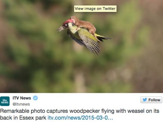 Weasel Photographed Flying On Woodpecker S Back