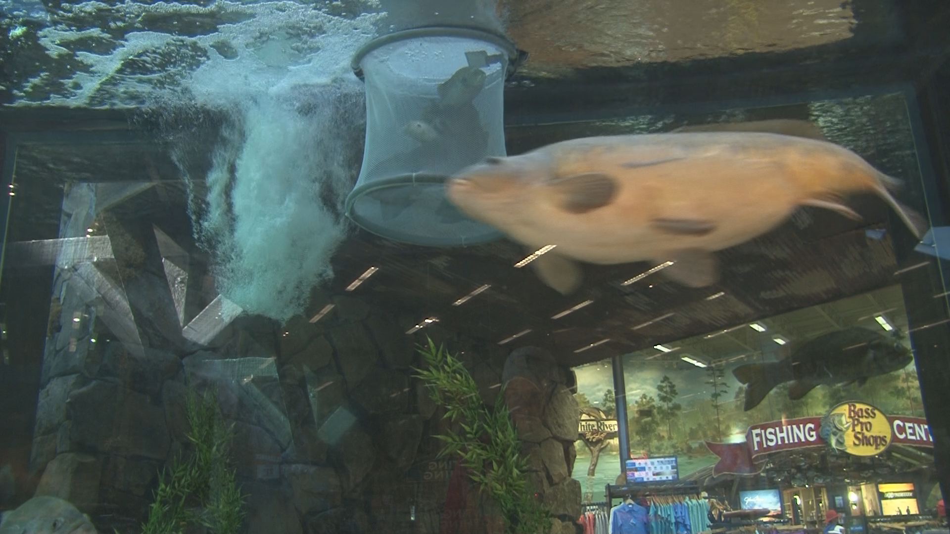 Bass Pro Shops release bream into indoor tank