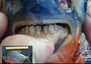 fish found with human like teeth