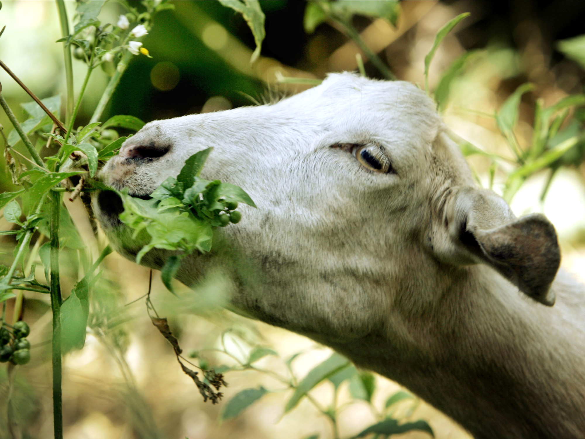 Augusta aims to expand its herd of grass-gobbling goats | 13wmaz.com