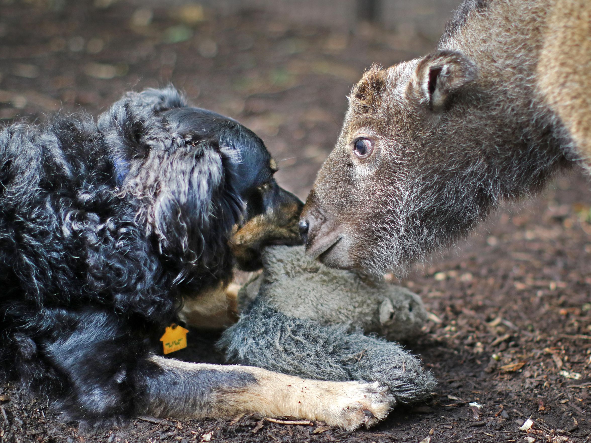 Takin, rejected by his mom, has a dog as his nanny(02)