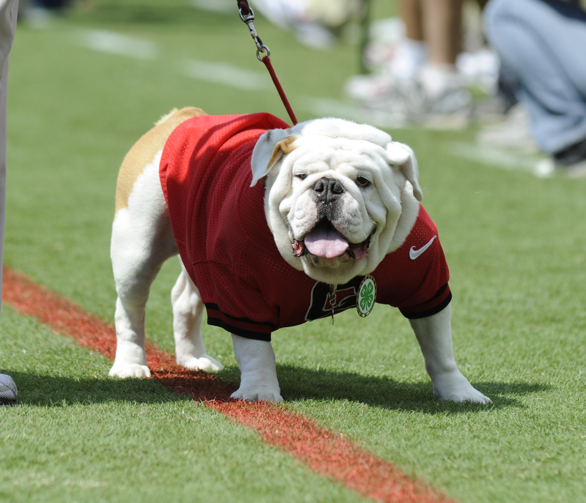 Uga IX to retire as UGA mascot