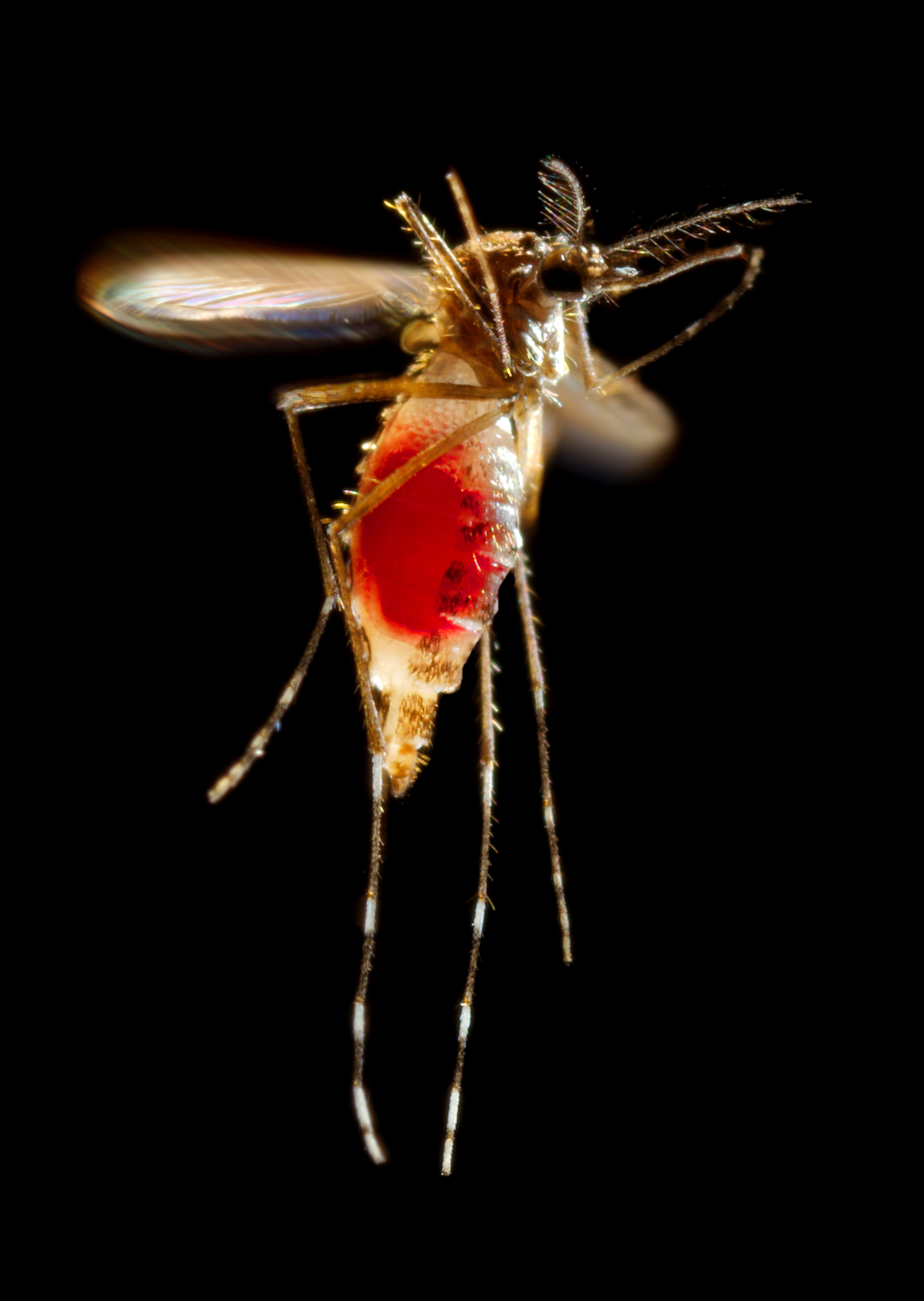 hawaii-hit-with-outbreak-of-dengue-fever-also-known-as-breakbone