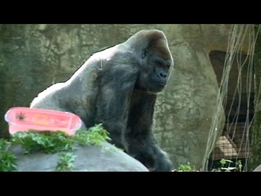 Zoo Atlanta celebrates oldest living male gorilla | 13wmaz.com