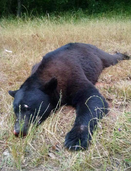 Large black bear killed in Pulaski Co. | 13wmaz.com